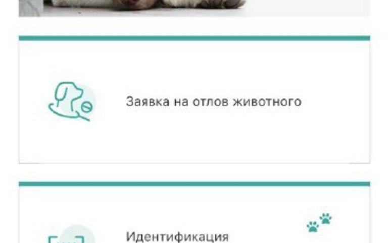 Заявки на отлов собак можно подать через приложение