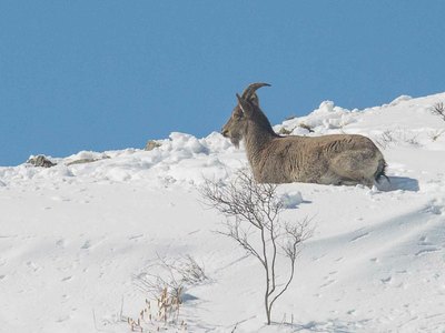 Как выглядит многоснежье в Саяно-Шушенском заповеднике 
