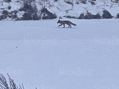 В Абакане заметили лисицу. Плутовка бежала по дрене 