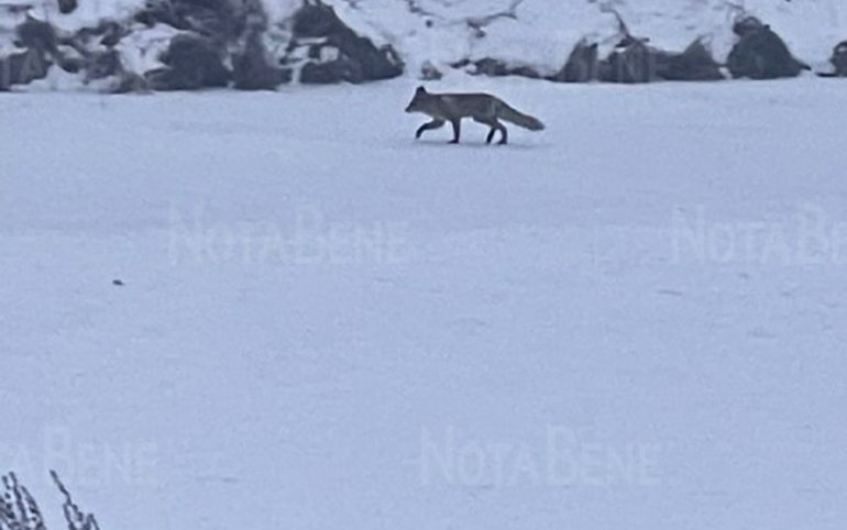 В Абакане заметили лисицу. Плутовка бежала по дрене 