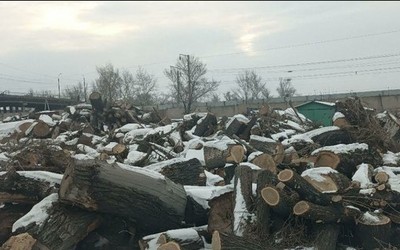 Парковое хозяйство бесплатно раздает порубочные остатки 
