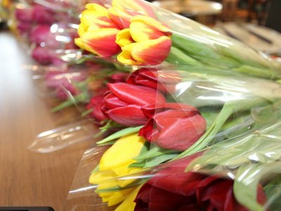 В Абакане на улицы выйдут полсотни торговцев тюльпанами 