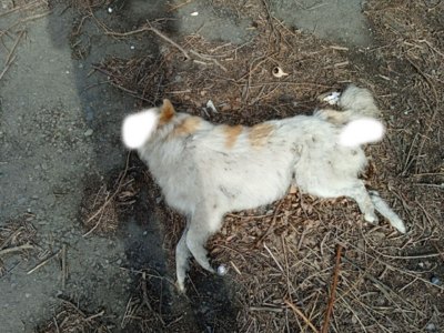В Чапаево побывали федеральные журналисты 