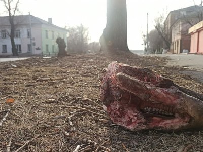 В останках свиней в Абакане не подтвердилась африканская чума