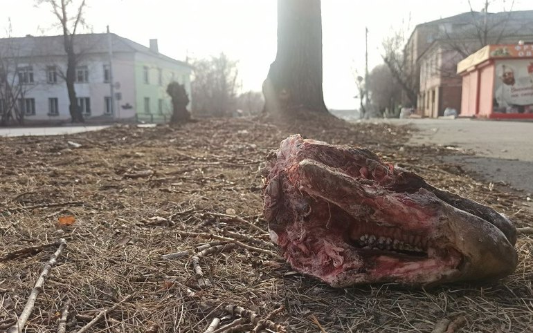 В останках свиней в Абакане не подтвердилась африканская чума