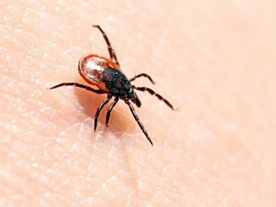 От клещей пострадали уже 7 жителей Хакасии. Трое из них - дети 