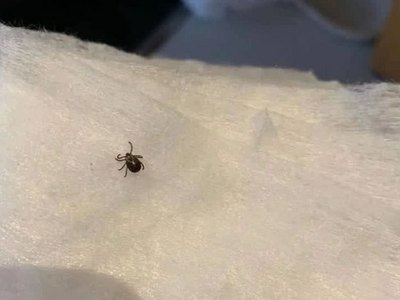 В Красноярске уже проснулись клещи 