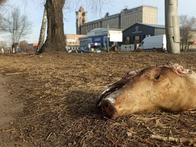 Неизвестные выбросили на Пушкина свиные головы