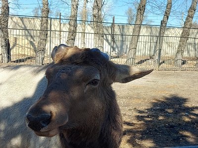 Марс в Абаканском зоопарке сбросил рога 