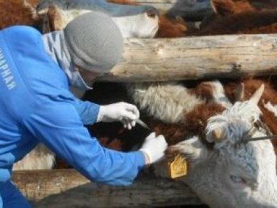 В Туве вспышка бруцеллеза 