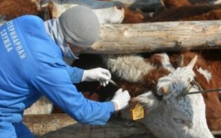 В Туве вспышка бруцеллеза 