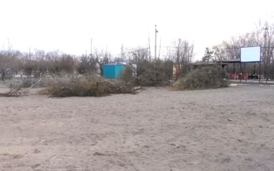 В Черногорске срубили лиственницы