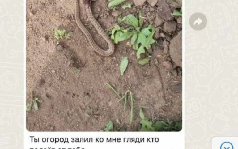 Жителей Черногорска пугают змеи в огороде