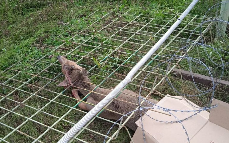 В Лесосибирске спасли застрявшую в заборе косулю