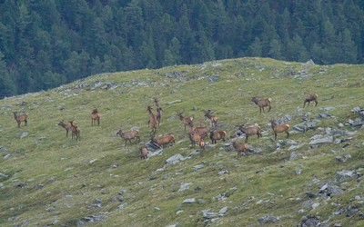 Самое крупное стадо маралов заметили в Саяно-Шушенском заповеднике 