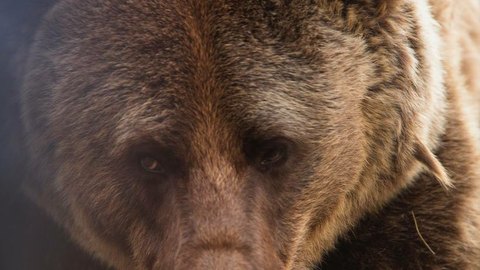 На жителя Хакасии напала медведица. Он пошел за кедровым орехом 
