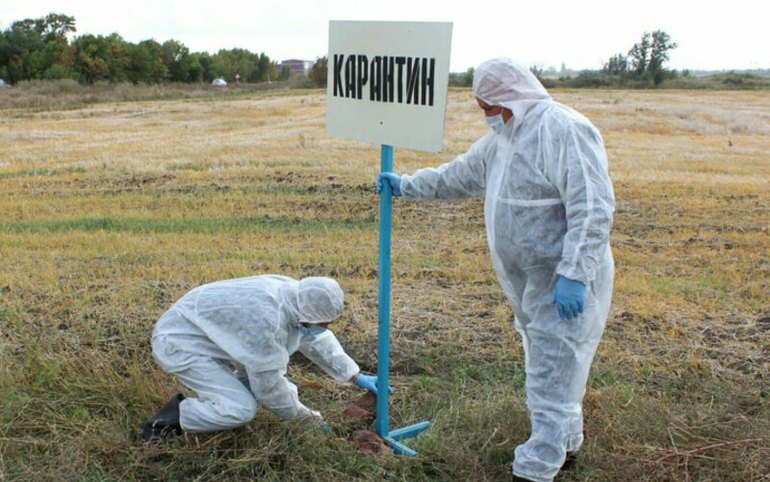 В Бограде изъяли уже 700 голов. Скот массово утилизируют из-за карантина 