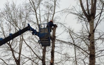 Полосу на Пушкина перекроют из-за обрезки деревьев 