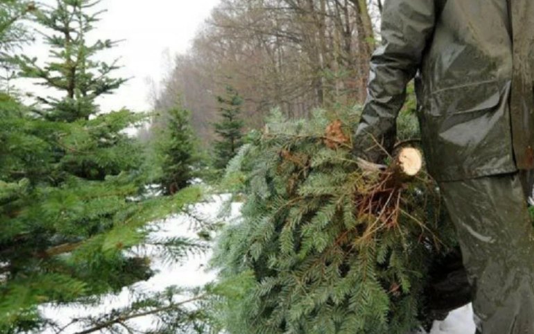 Охота за хвойными браконьерами началась в Хакасии