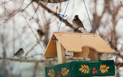 Счастья полная кормушка: конкурс от медиагруппы Юг Сибири