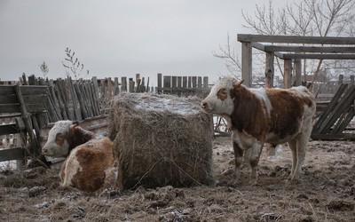 В Бограде повторный обход хозяйств. Там скрывают скот 