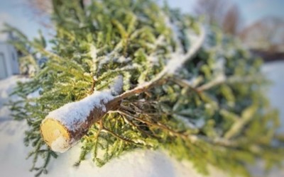 Заготовка новогодних елей началась в Хакасии 