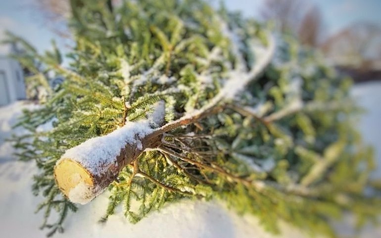 Заготовка новогодних елей началась в Хакасии 