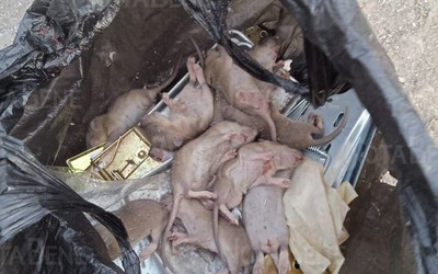 Нашествие крыс на Некрасова в Абакане: норы были под электрощитовой 