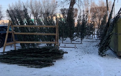 В Хакасии незаконно вырубили больше 700 новогодних елей