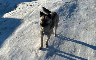 Хозяев собак в Орджоникидзевском районе предупреждают: будут рейды
