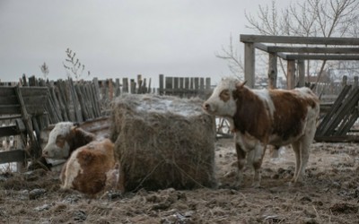 Скот гибнет от голода в Ширинском районе 