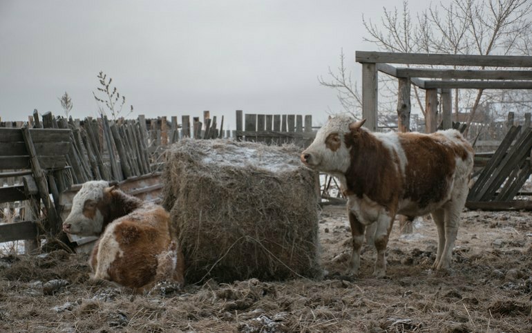 Скот гибнет от голода в Ширинском районе 
