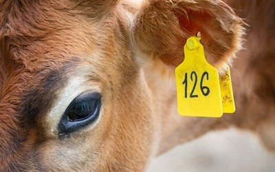 За изъятое поголовье жители Хакасии получили больше 200 миллионов 