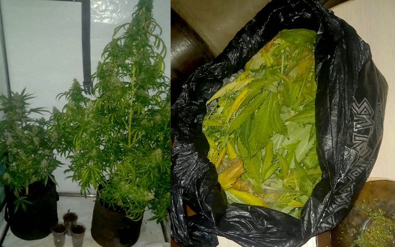 Теплицу с коноплей саяногорец обустроил в квартире многоэтажки 