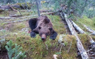 Директора турфирмы наказали за погибшего в Ергаках подростка. Мальчика растерзал медведь