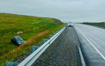 Водитель сбил корову в Боградском районе. Его госпитализировали
