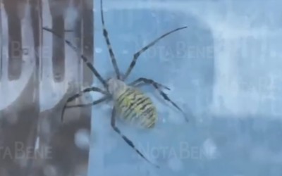 «Вроде ядовитый»: цветастого крупного паука заметили в Абакане 