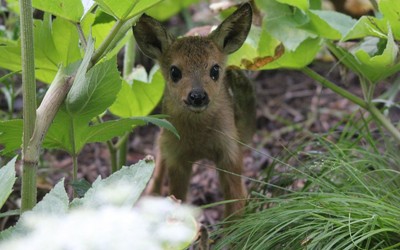 Косулята подрастают в Саяно-Шушенском заповеднике 