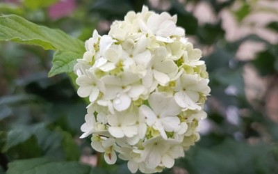 Снимками цветущей калины делятся жители Майна