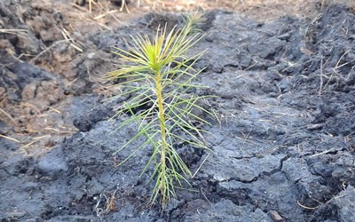 В лесах Хакасии станет больше хвойных на 600 тысяч сеянцев