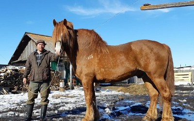 Коней из русских былин разводят в Хакасии. Порода для нас редкая