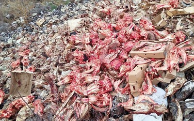 Огромный стихийный скотомогильник обнаружили рядом с Пригорском