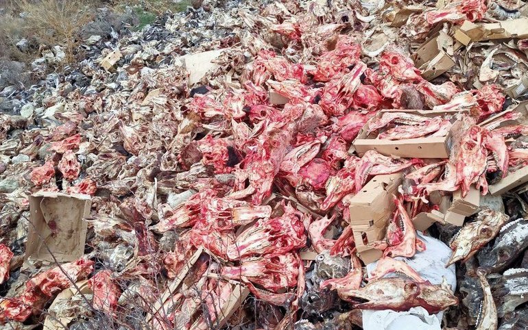 Огромный стихийный скотомогильник обнаружили рядом с Пригорском