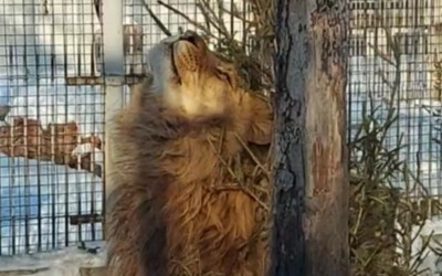 Свежую ель принесли в вольер льву Лемику в Абаканском зоопарке