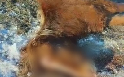 Мужчину, застрелившего лошадь в Бейском районе, разыскали 