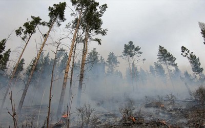 За крупный лесной пожар жителя Аскиза наказали на 900 тыс. руб. 