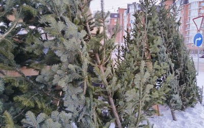 Хвойные деревья после праздников можно сдать на переработку