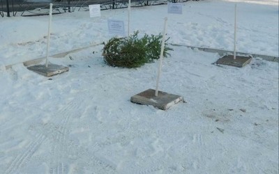 Пункты приема новогодних елей и пихт открыли в Абакане