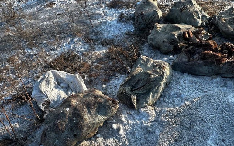 Устроившего стихийный скотомогильник в Усть-Абаканском районе нашли