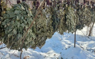 Диких животных жители Хакасии подкармливают банными вениками
